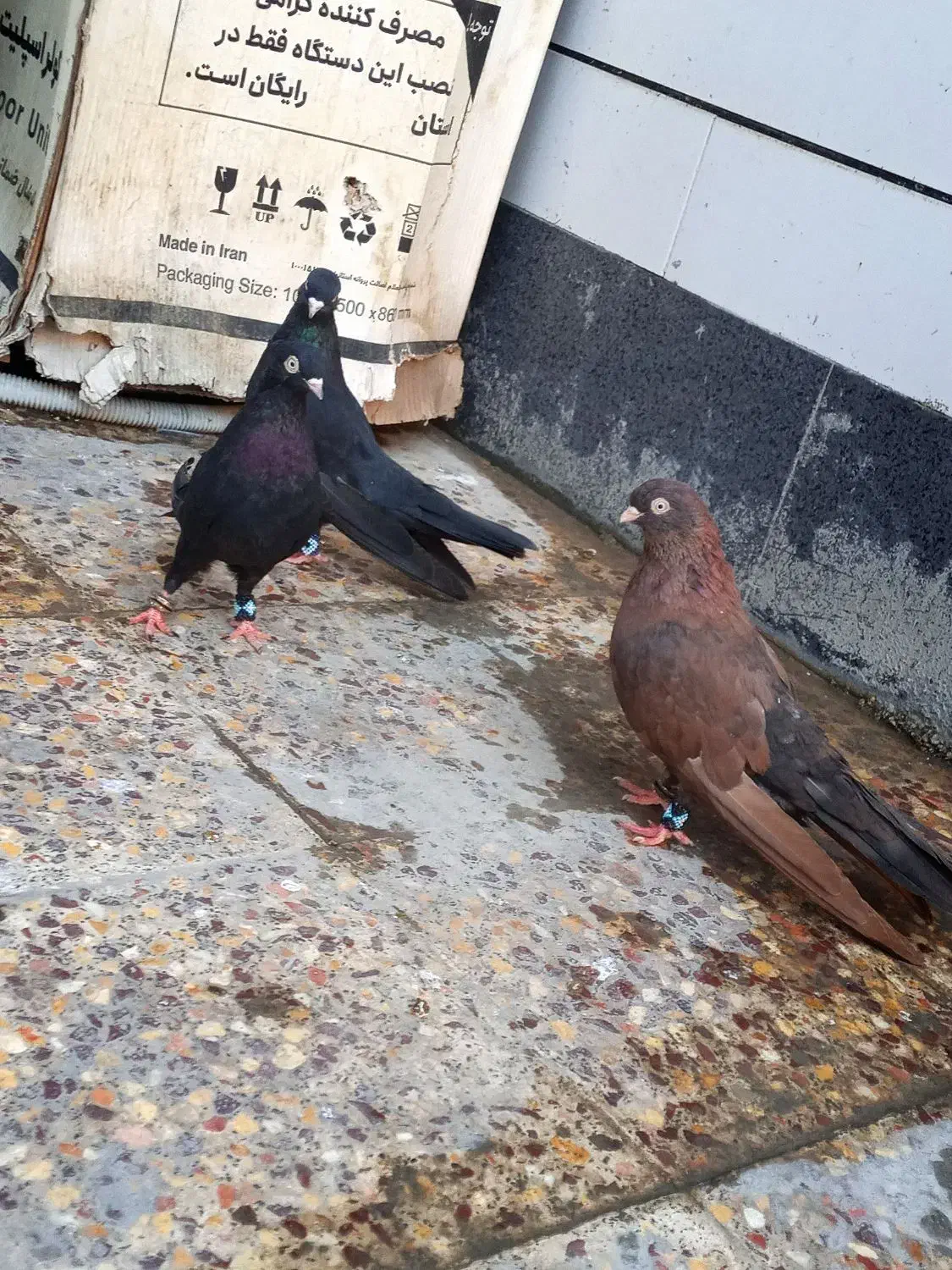 جفت زاغ و یه نر سرکه ایی|پرنده|رامهرمز, |دیوار