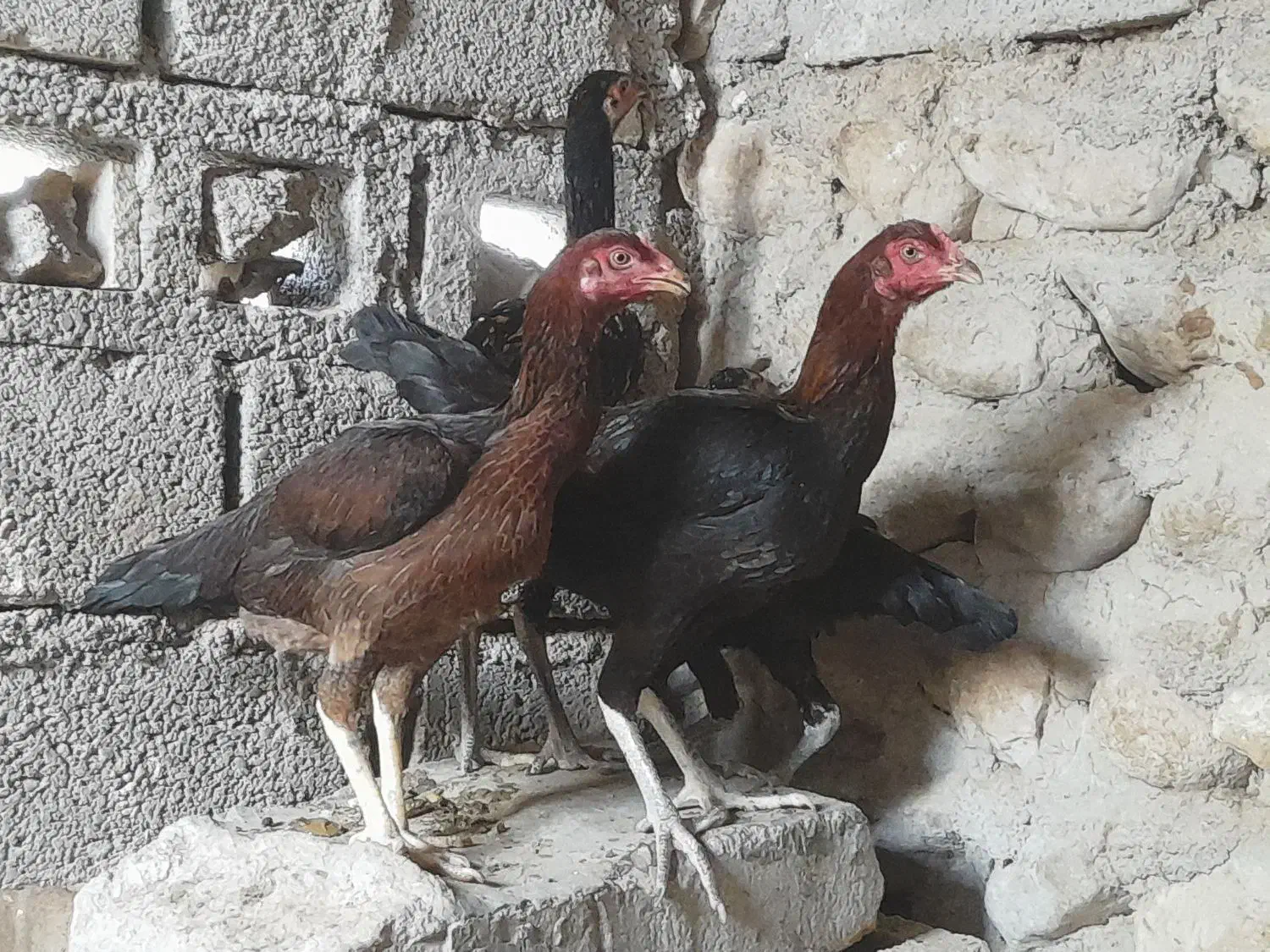 دوجوجه چابهاری و دو مرغ فروشی|حیوانات مزرعه|بندرعباس, |دیوار