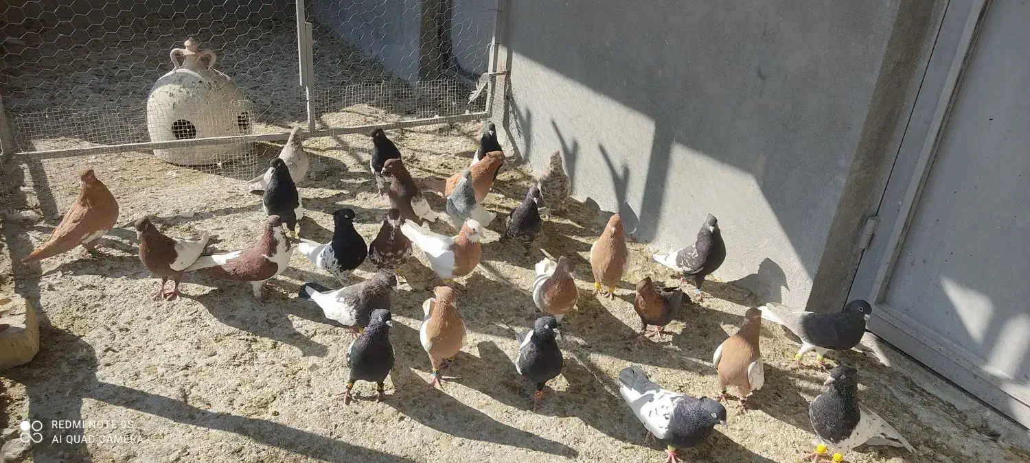 بهبونی شهری هوایی|پرنده|شیراز, شهرک رضوان|دیوار