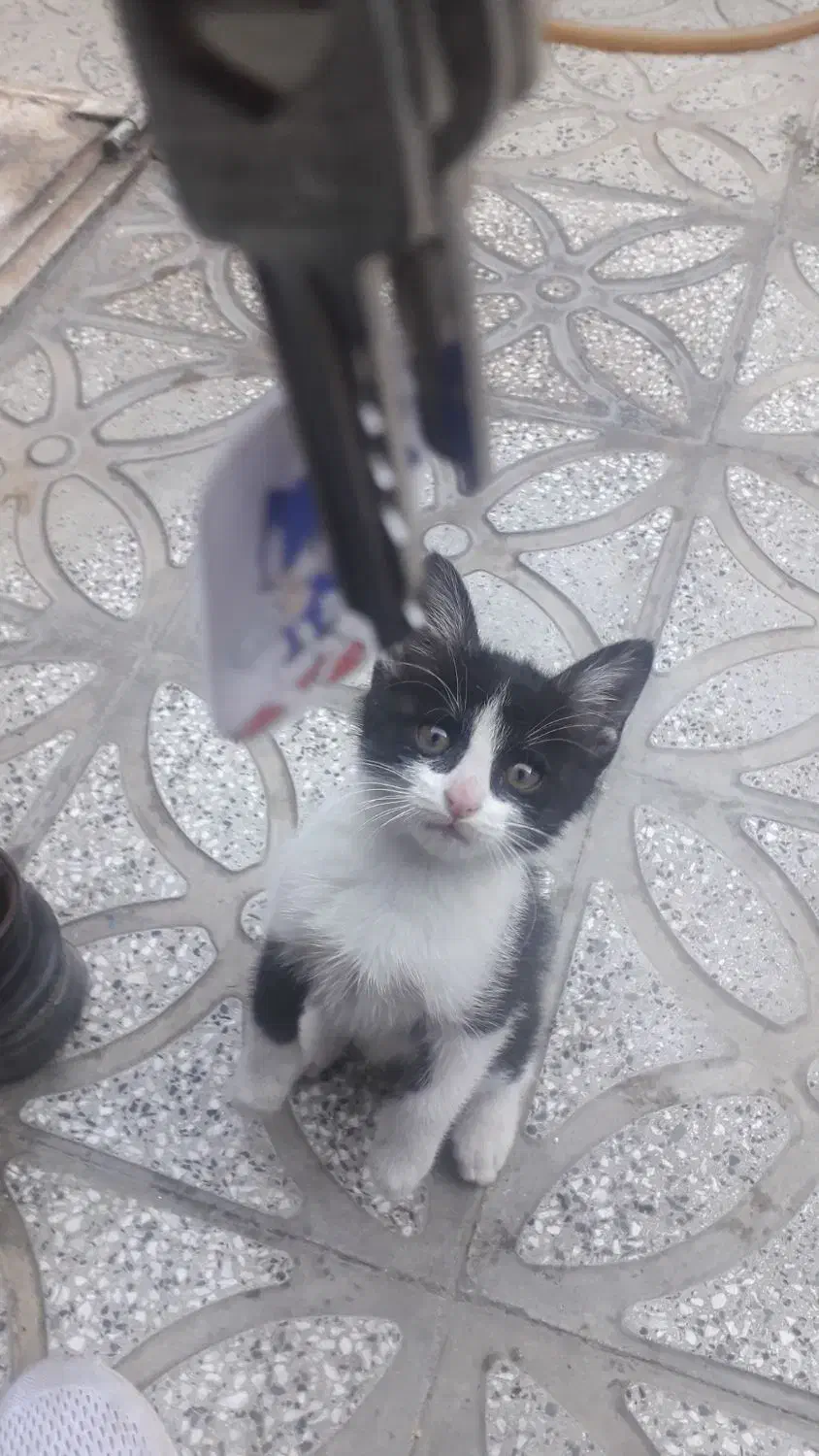 بچه گربه خانگی|گربه|همدان, |دیوار