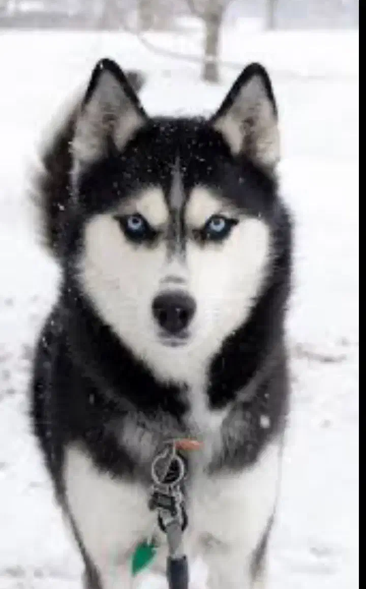 سگ پیدا شده|سگ|سیرجان, |دیوار