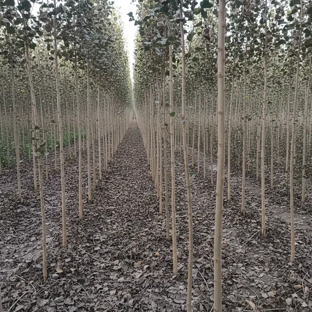 خرید نــهال صــنوبر اصل مستقیم از تولیدکننده|خدمات باغبانی و درختکاری|قزوین, |دیوار