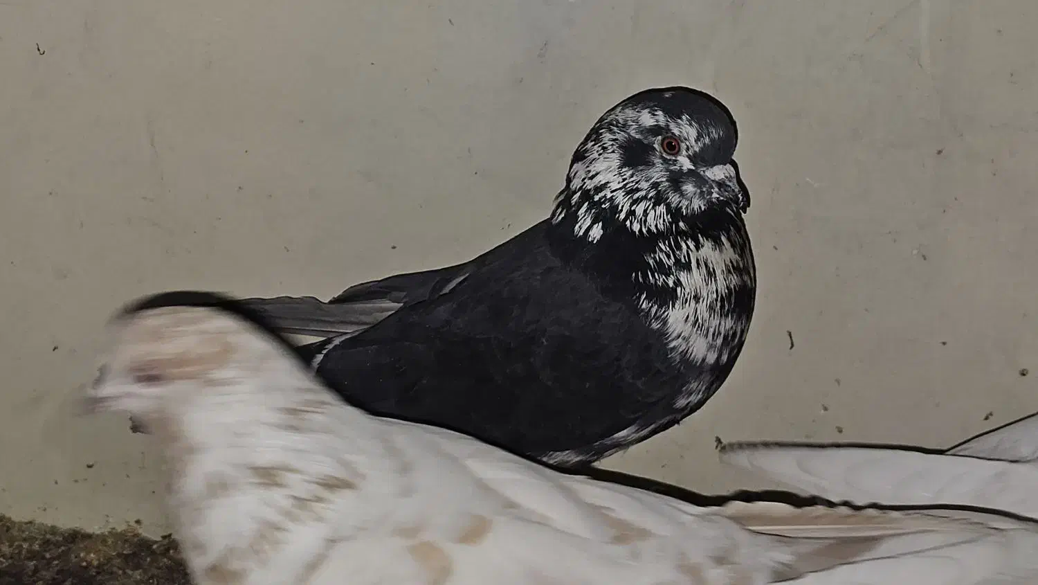 کبوتر پرشی|پرنده|شاهین‌شهر, عطار|دیوار