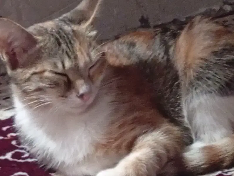 واگذاری گربه خونگی رایگان|گربه|تاکستان, |دیوار