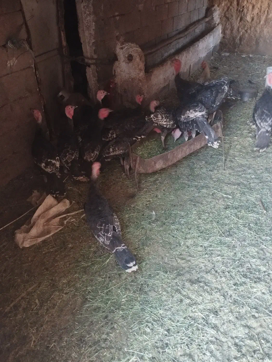 تعداد 18عدد بوقلمون برنزه|حیوانات مزرعه|خواف, |دیوار