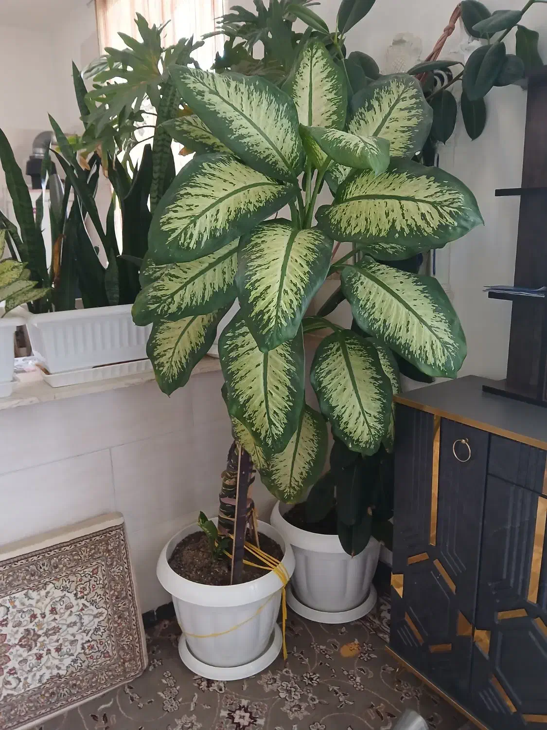 فروش گل|گل و گیاه طبیعی|درگزین, |دیوار