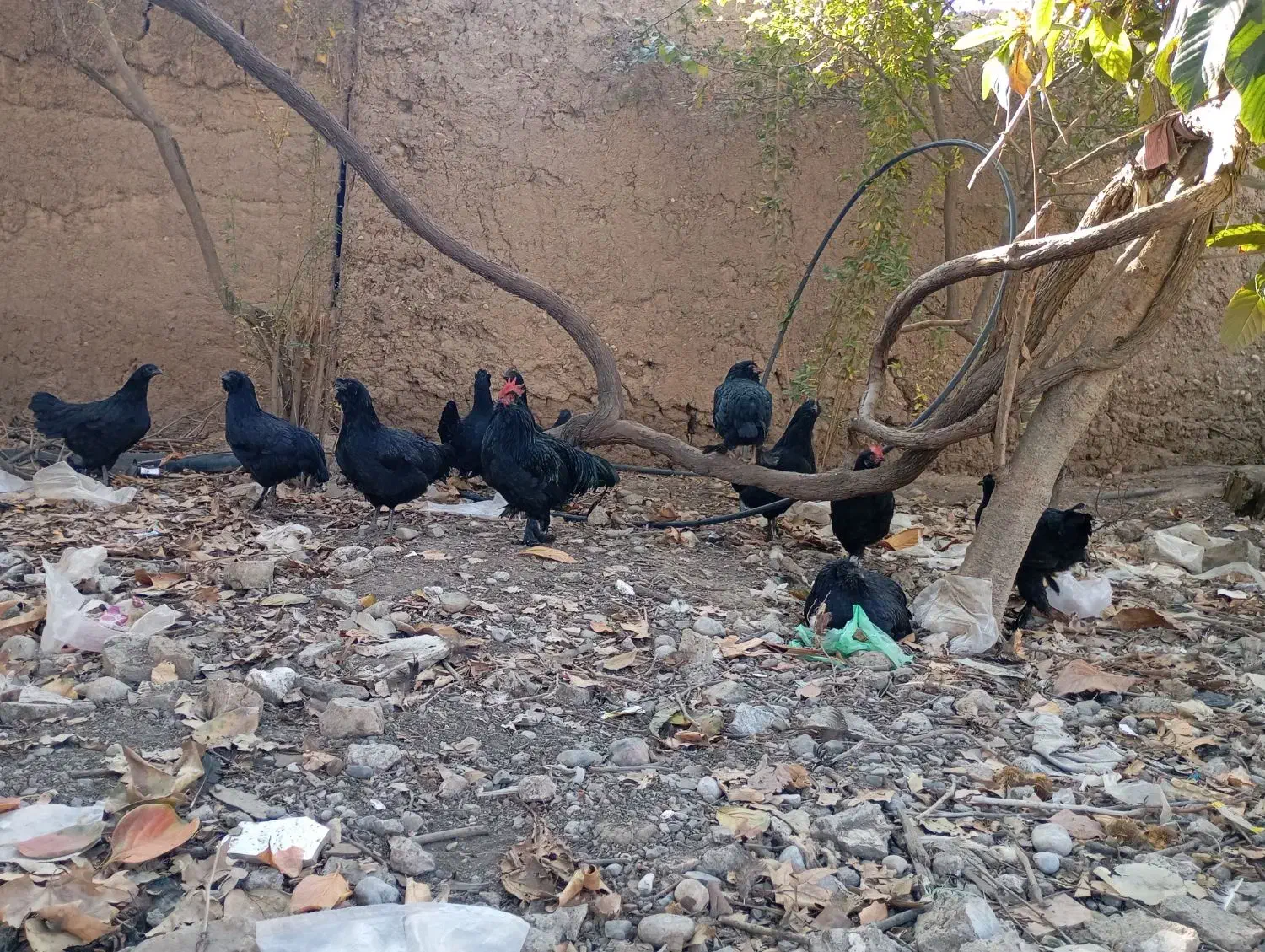 تخم مرغ مرندی|حیوانات مزرعه|فاضل آباد, |دیوار