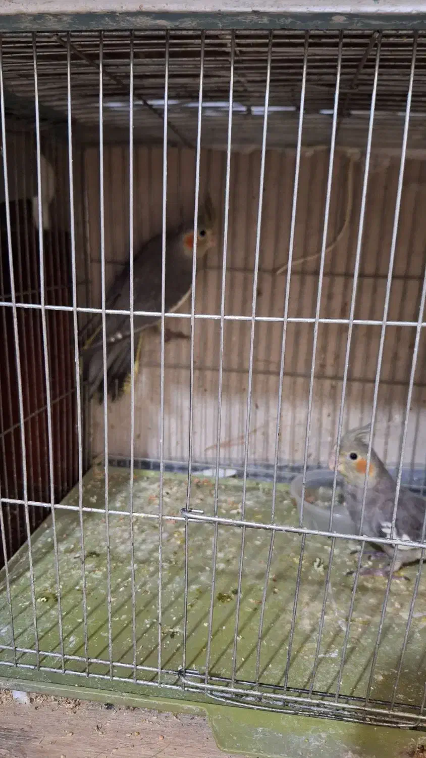 عروس هلندی|پرنده|قم, کیوانفر|دیوار