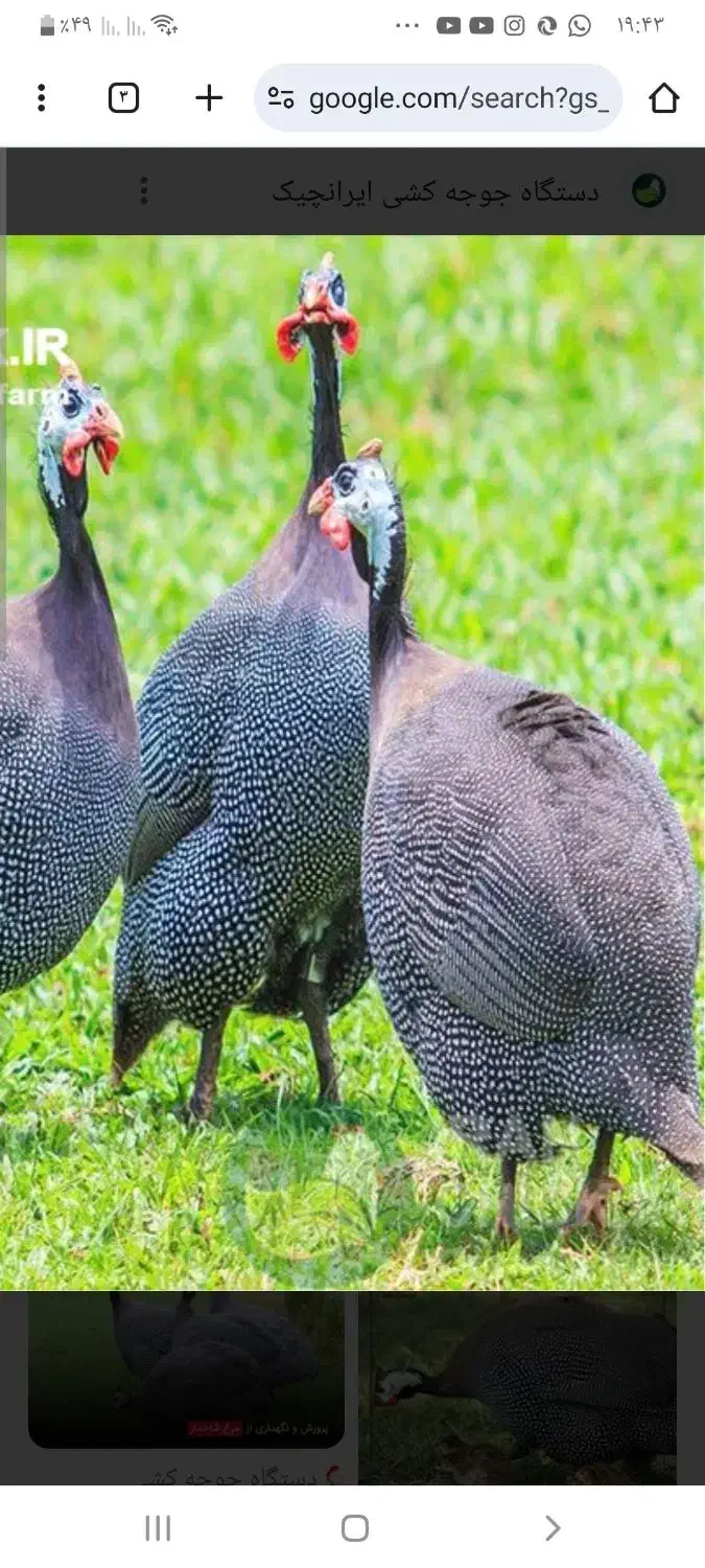 مرغ شاخدار|حیوانات مزرعه|لامرد, |دیوار