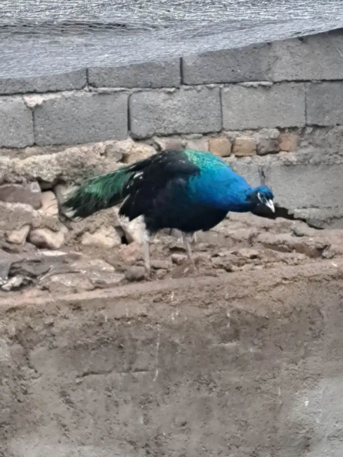 طاووس|حیوانات مزرعه|هشتگرد, هیو|دیوار