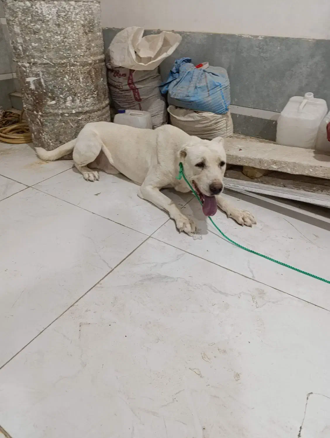 سگ .|سگ|کاشمر, |دیوار