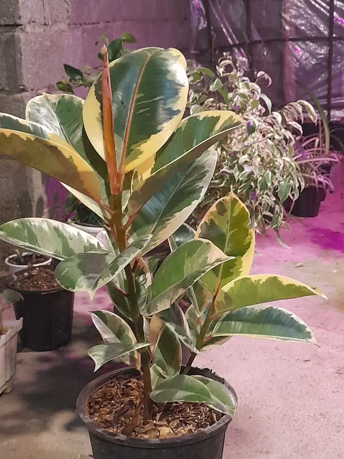 گلخانه سالار|خدمات باغبانی و درختکاری|کوچصفهان, |دیوار