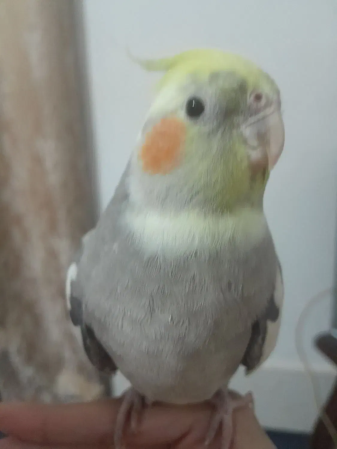 عروس هلندی|پرنده|مشهد, فاطمیه|دیوار