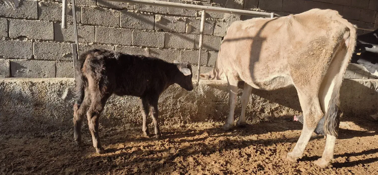 گاوگوساله|حیوانات مزرعه|مسجد سلیمان, |دیوار