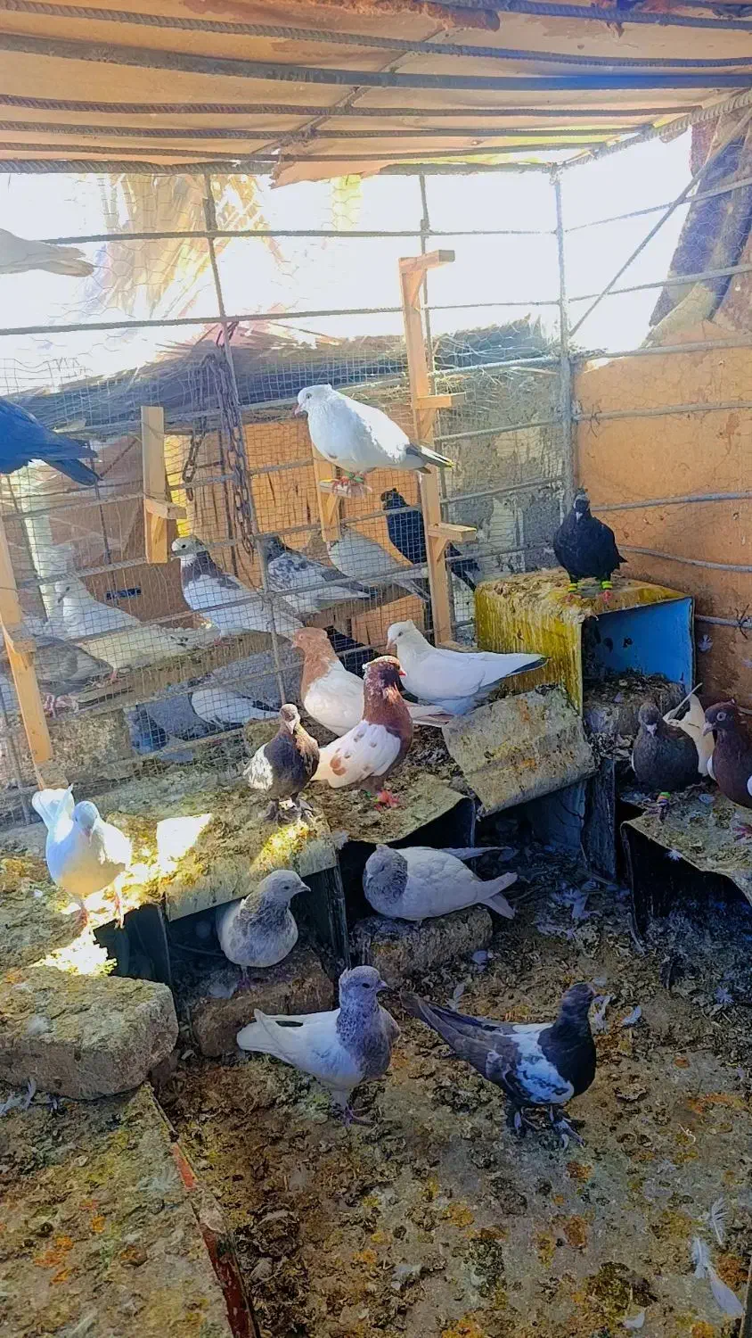 کفتر ملقی|پرنده|بم, |دیوار