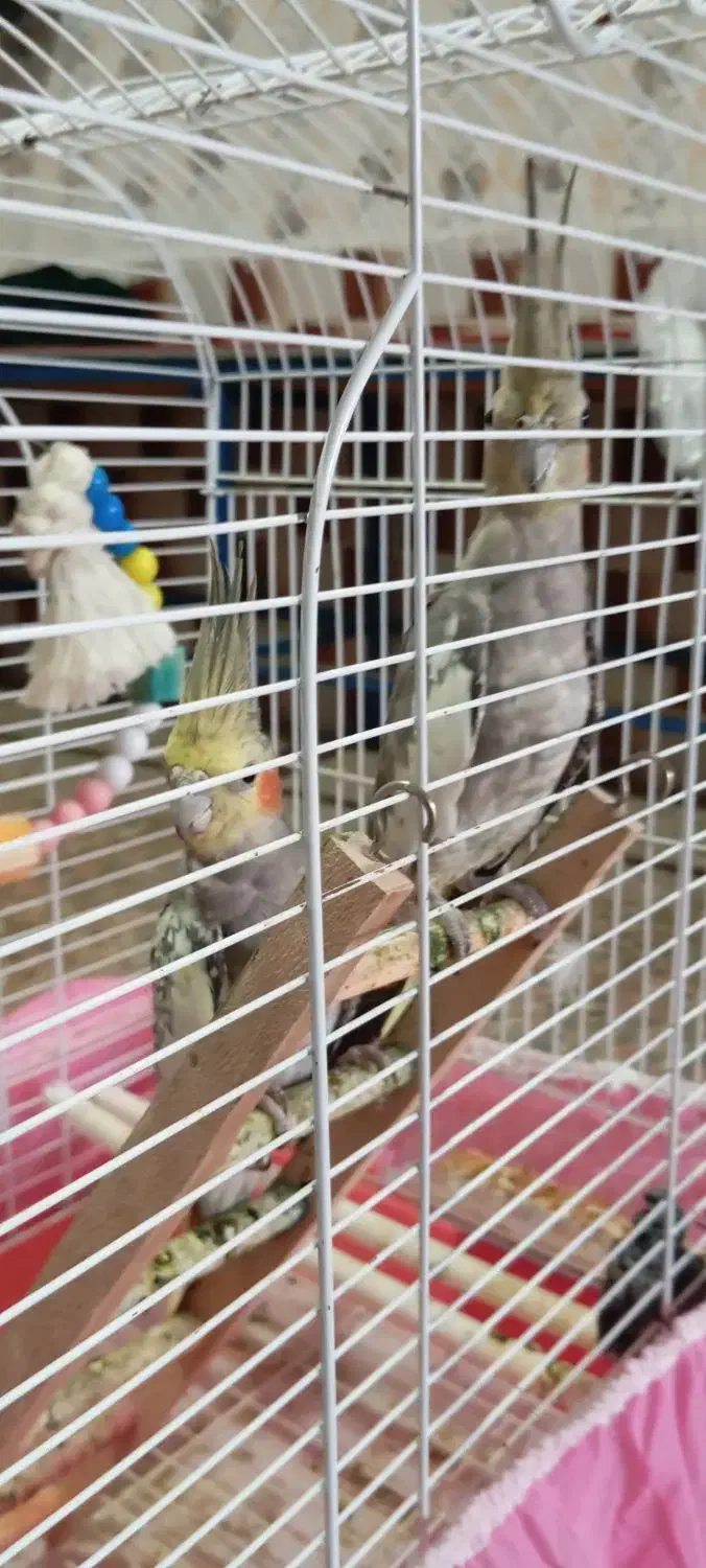 دو عروس هلندی|پرنده|فومن, |دیوار