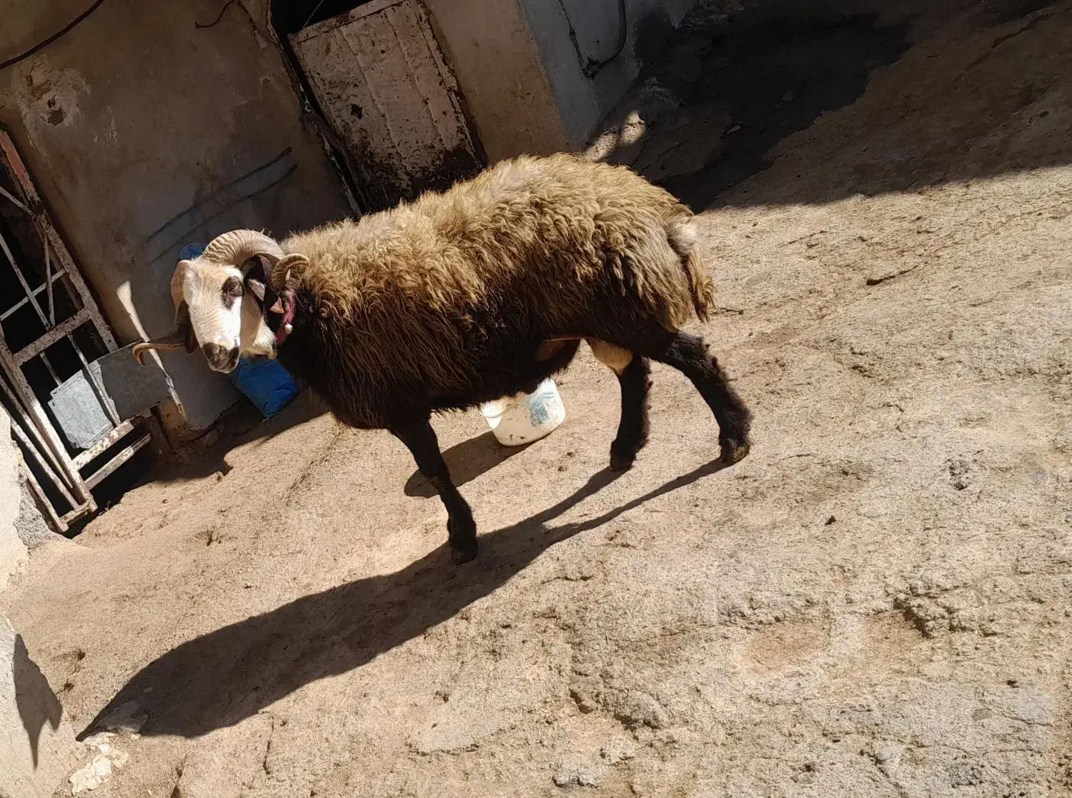 قوچ|حیوانات مزرعه|بوئین و میاندشت, |دیوار