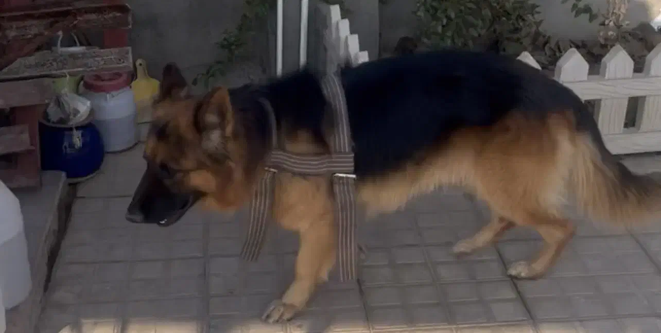 سگ ژرمن شپرد|سگ|میاندوآب, |دیوار