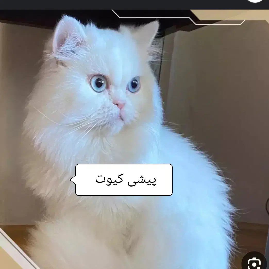 زیبای پشمالو|گربه|بجنورد, |دیوار