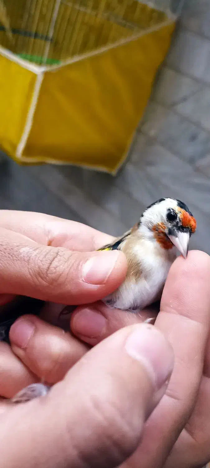 سهره|پرنده|خوی, |دیوار