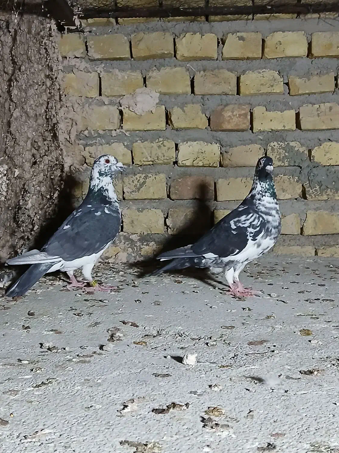 طوقی رنگی، سرور، ریش|پرنده|یزد, |دیوار