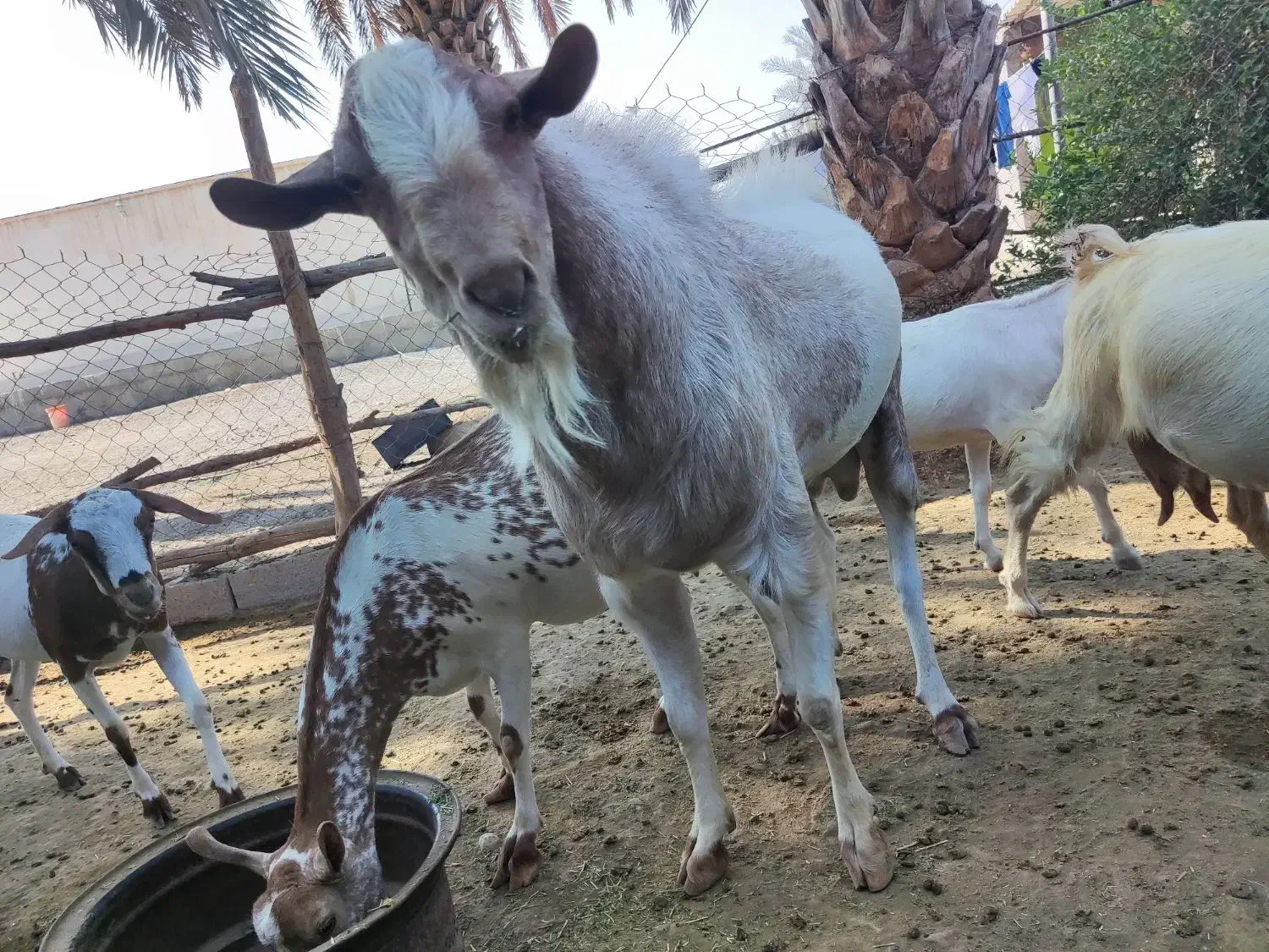 نری بزرگ|حیوانات مزرعه|تخت, |دیوار