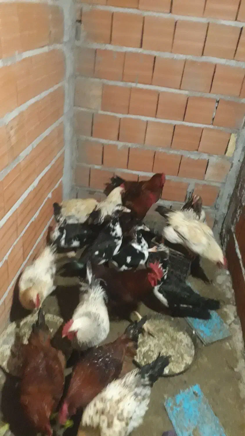 مرغ وخروس|حیوانات مزرعه|بابلسر, |دیوار