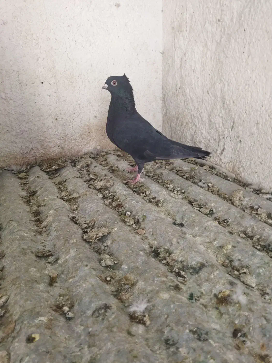 کفترکبوتر|پرنده|شیراز, مسلم|دیوار