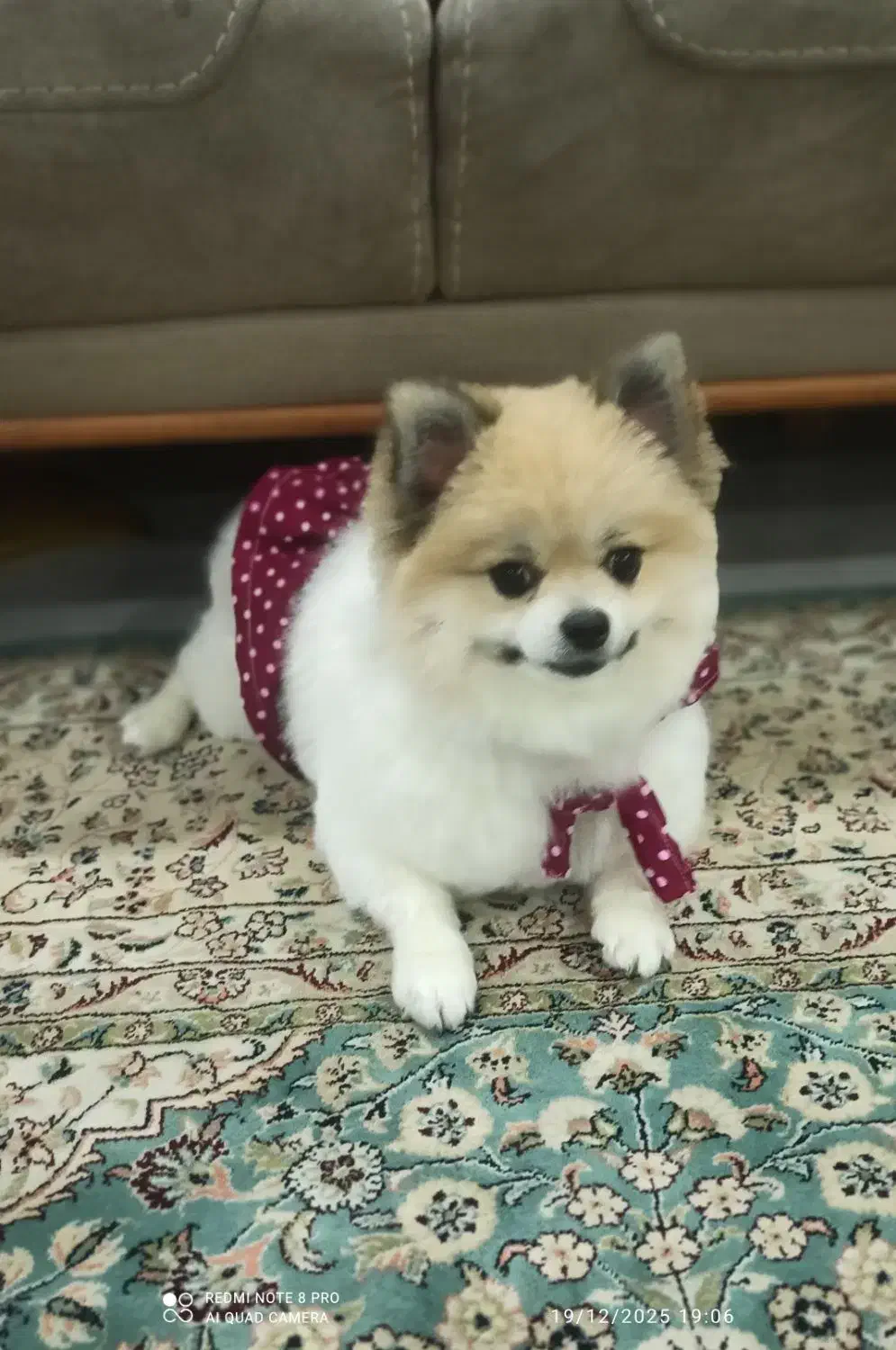 پامرین دو سر خرسی|سگ|تهران, افسریه جنوبی|دیوار