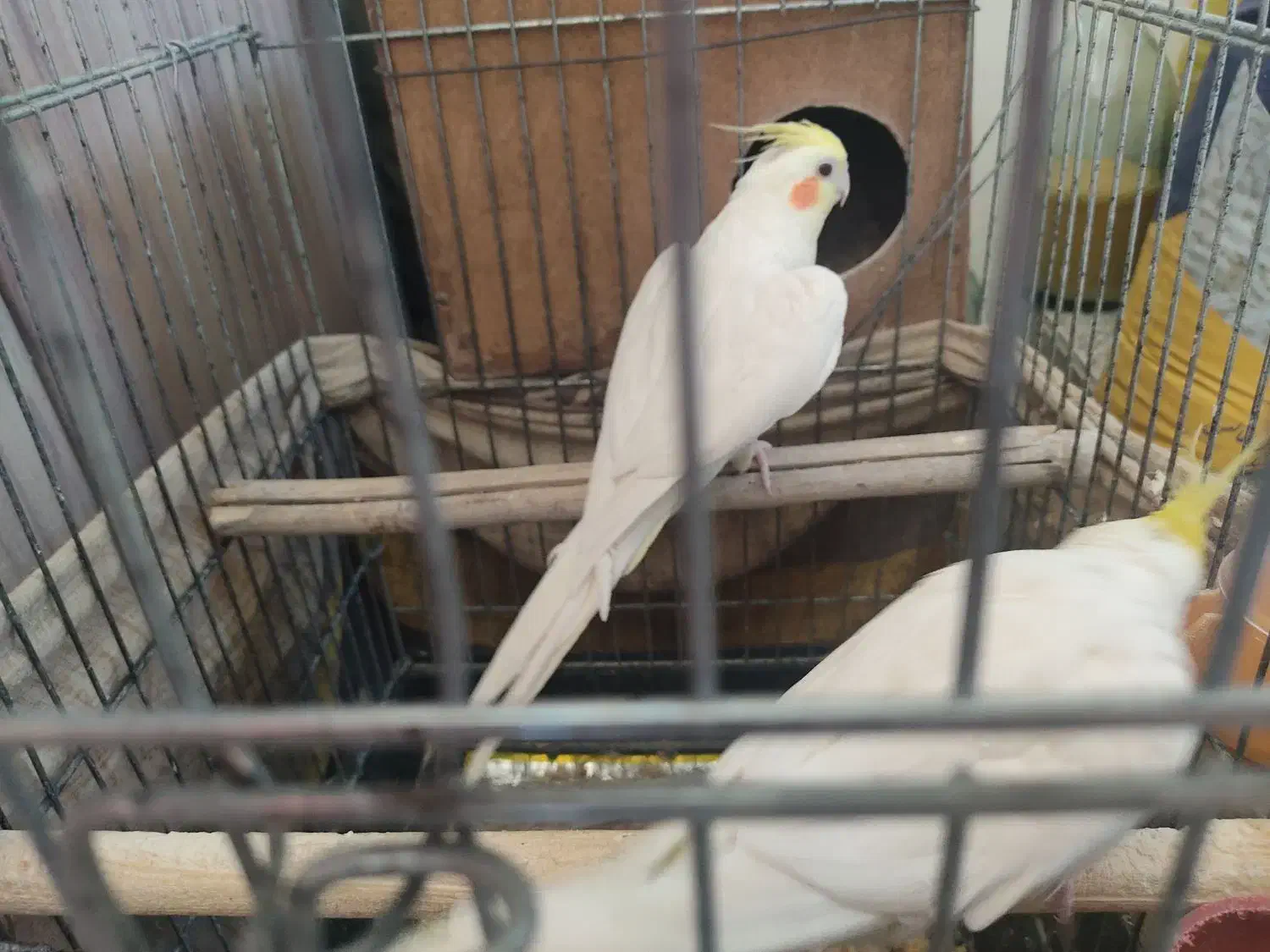 جفت عروس هلندی لوتینو|پرنده|باغ بهادران, |دیوار