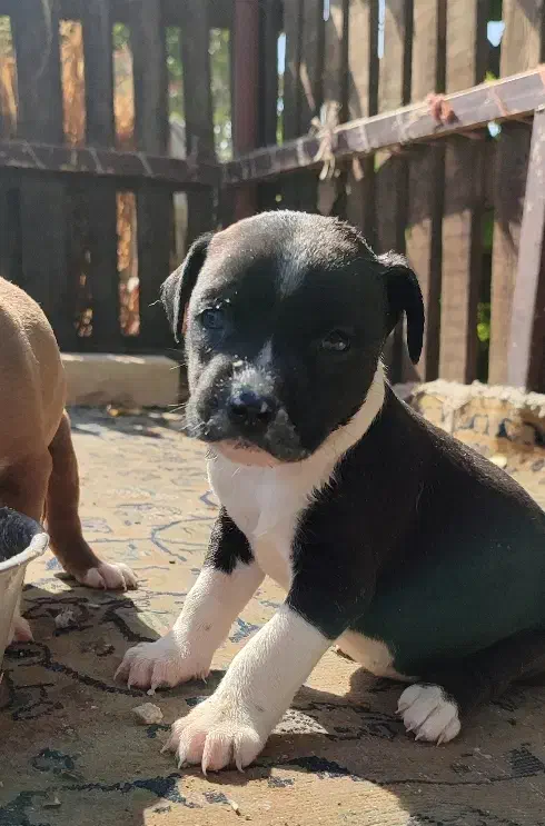 سگ پیتبول|سگ|قزوین, |دیوار