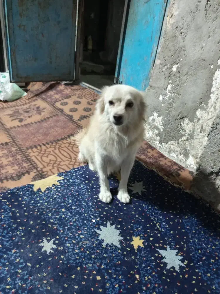 سگ پامراین|سگ|بندرعباس, |دیوار