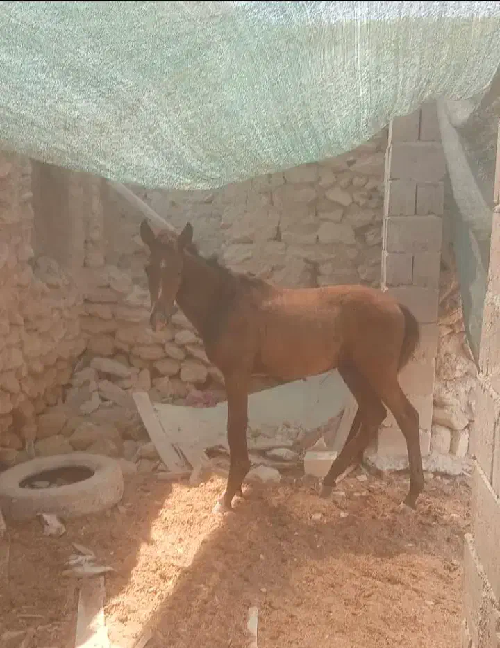 اسب|اسب و تجهیزات اسبسواری|قشم, |دیوار