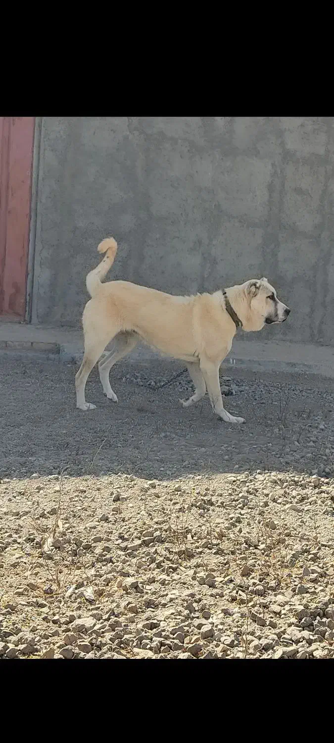 سگ توله ماده سرابی 6 ماهه|سگ|تهران, صادقیه|دیوار