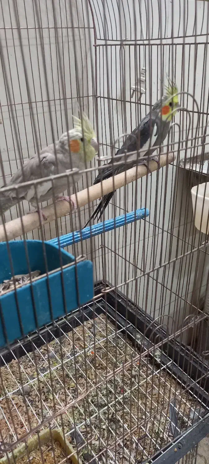 عروس مولدوزیبا|پرنده|اردکان, |دیوار