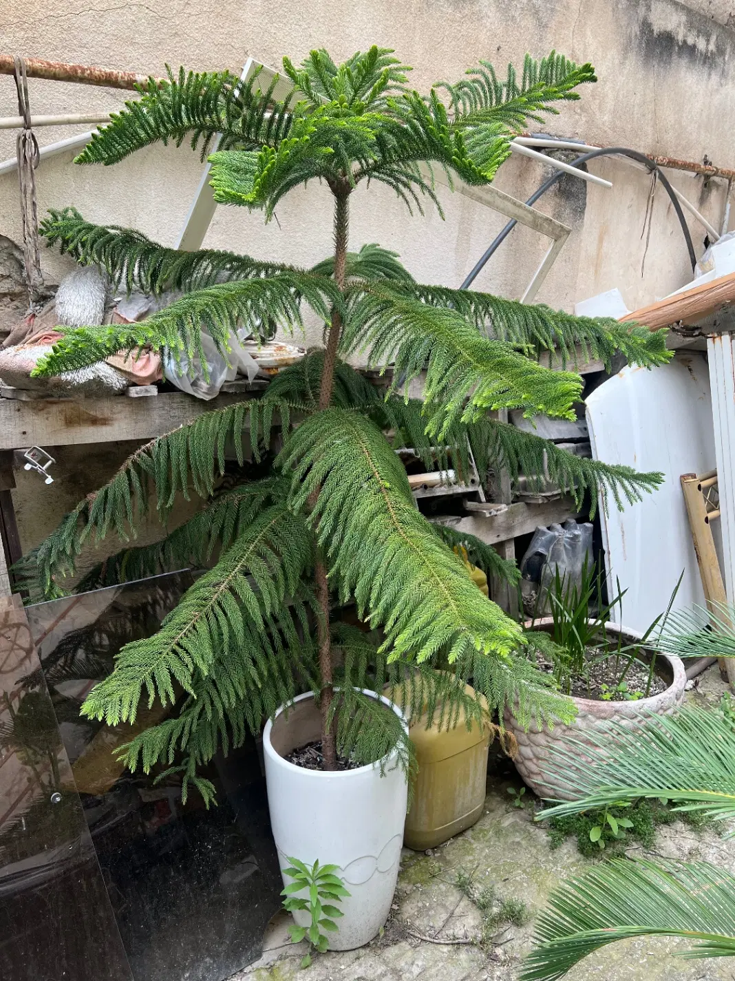 گل مطبق|گل و گیاه طبیعی|گرگان, |دیوار