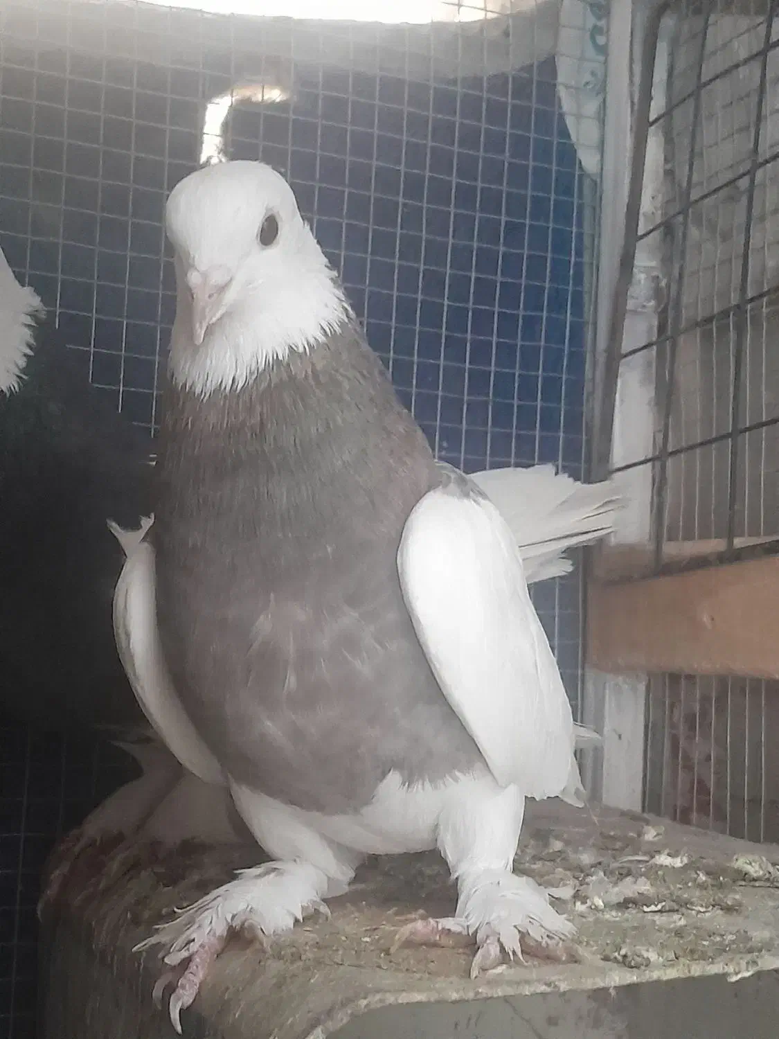 طوق سوسنی|پرنده|استهبان, |دیوار