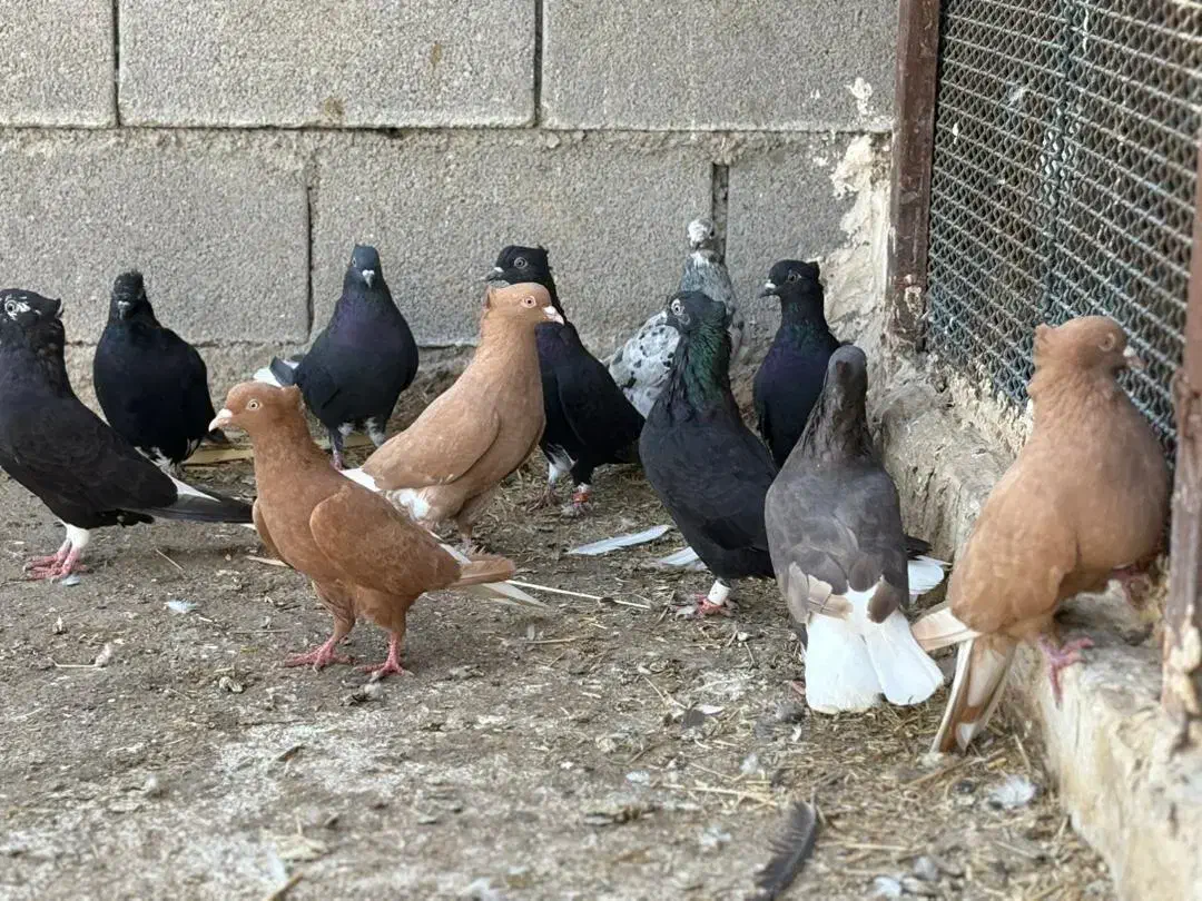 کبوتر دم سفید|پرنده|کرخه, |دیوار