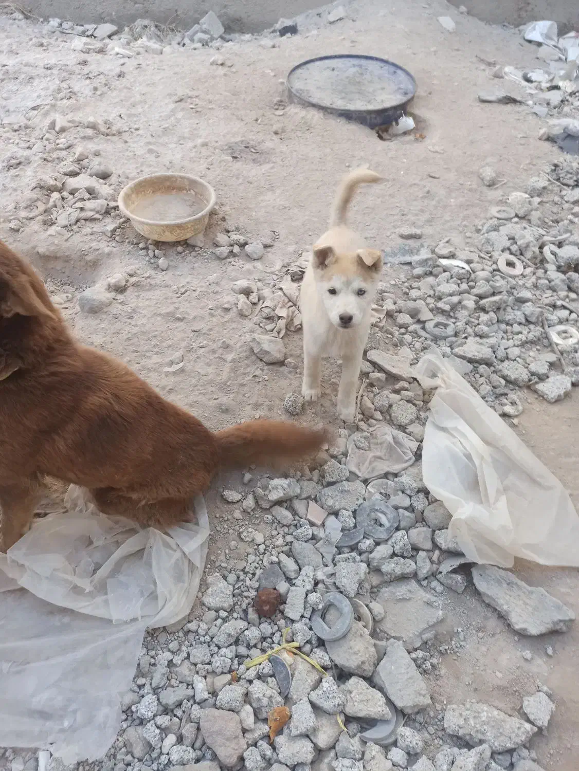 توله سگ های هاسکی|سگ|بستان آباد, |دیوار