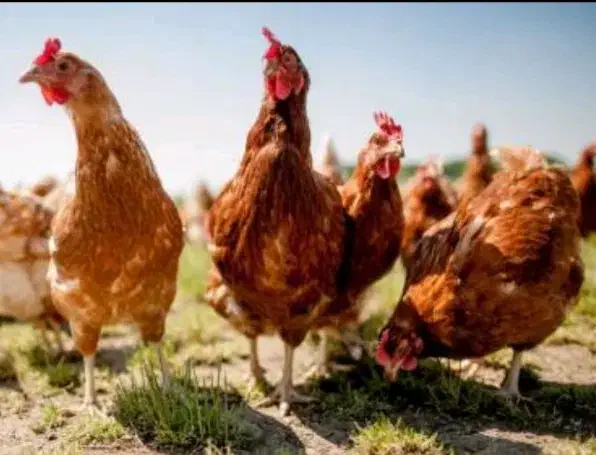 مرغ خانگی فروشی|حیوانات مزرعه|مشهد, پایگاه شکاری|دیوار