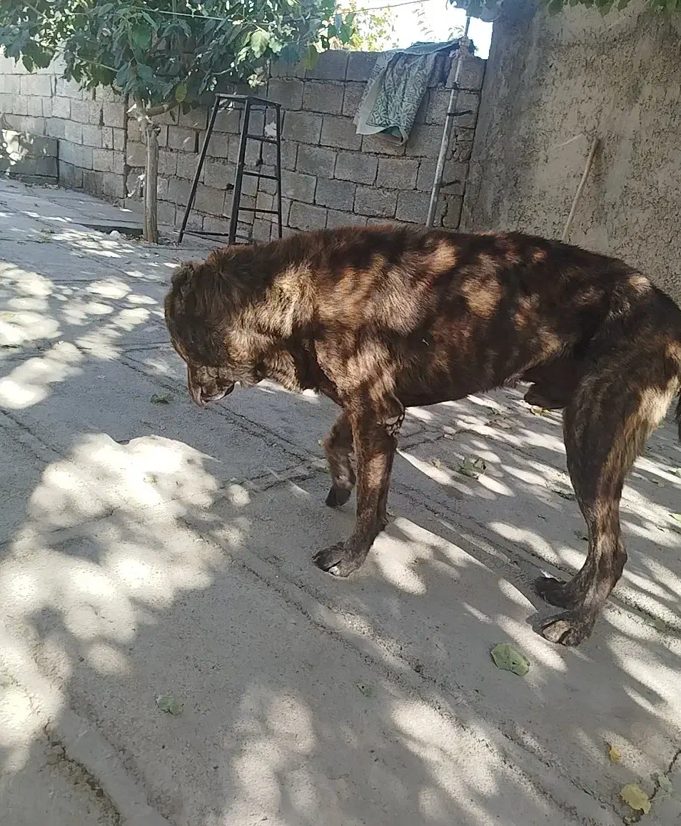 سگ کیوت|سگ|کارزان, |دیوار