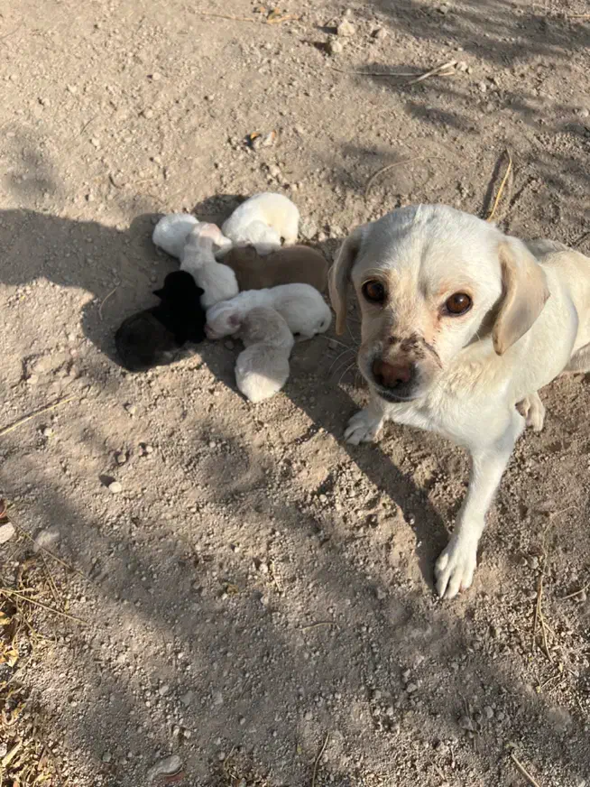 واگزاری توله پا کوتاه|سگ|شهریار, شهریار|دیوار