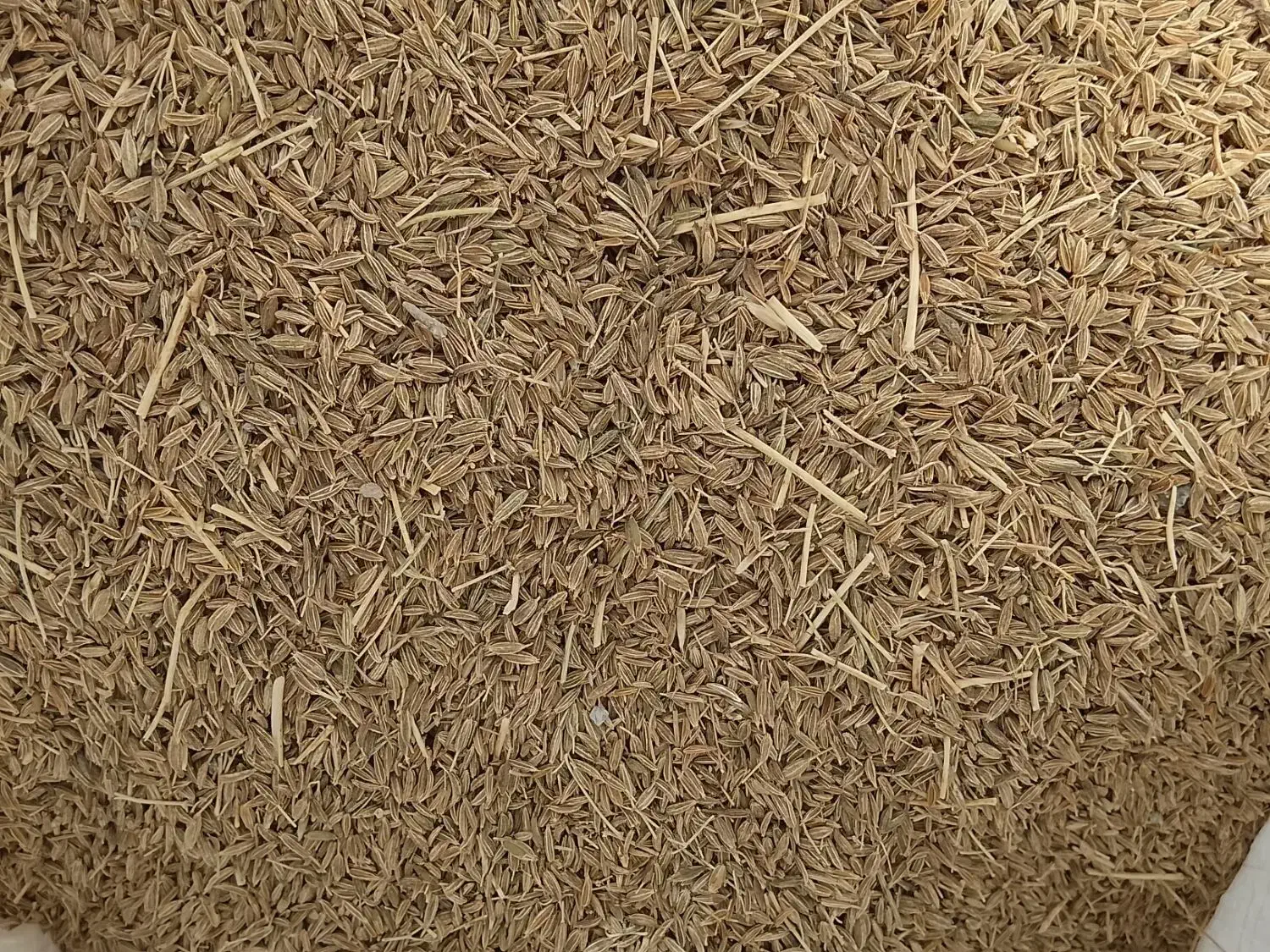 کرابیه(زیره سبز)|خوردنی و آشامیدنی|تربت جام, مطهری|دیوار