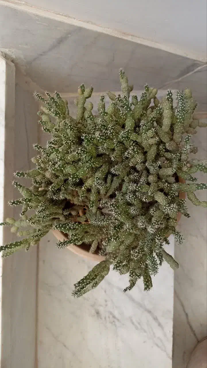 گل کاکتوس|گل و گیاه طبیعی|میبد, |دیوار