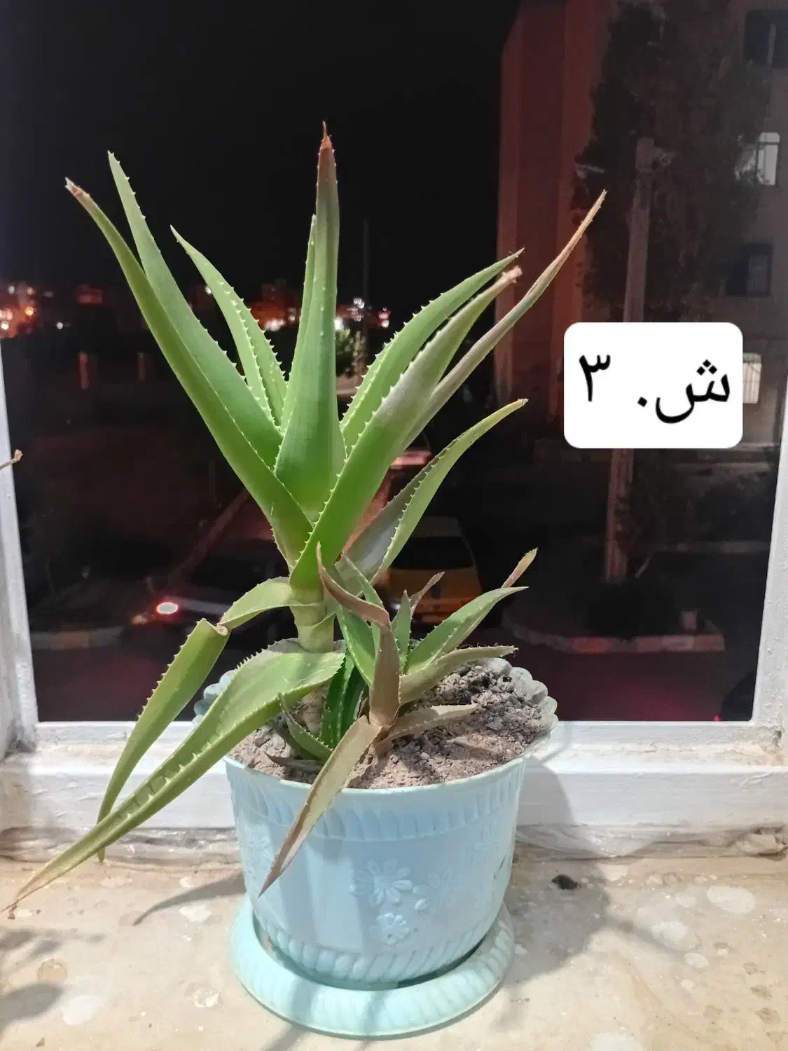 گل و گیاه شاداب|گل و گیاه طبیعی|ابهر, |دیوار