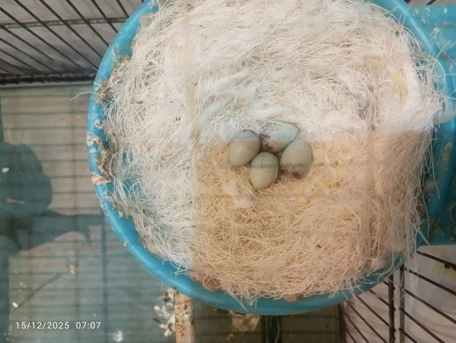 یه جفت قناری نر با تخم|پرنده|قرچک, شهرک طلائیه|دیوار