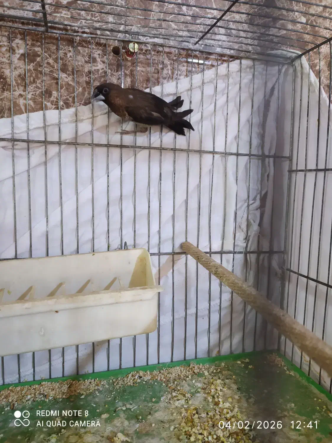 بنگالی نر|پرنده|رباط‌کریم, نصیرشهر|دیوار