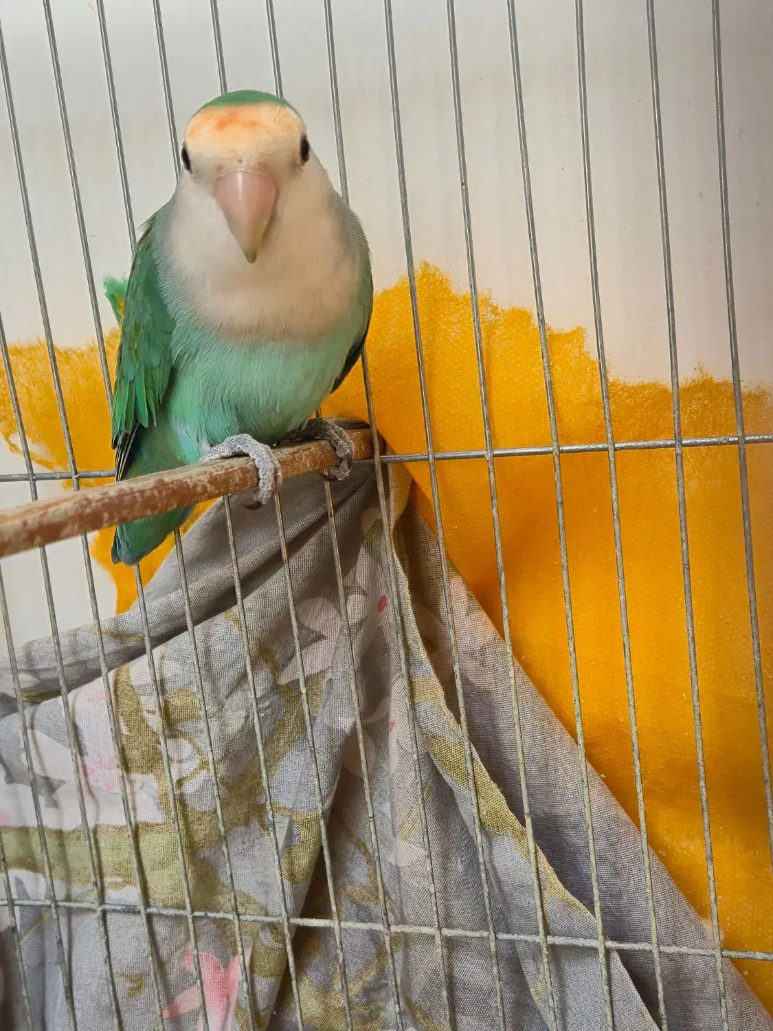 طوطی برزیلی|پرنده|محمدشهر, همایون ویلا|دیوار