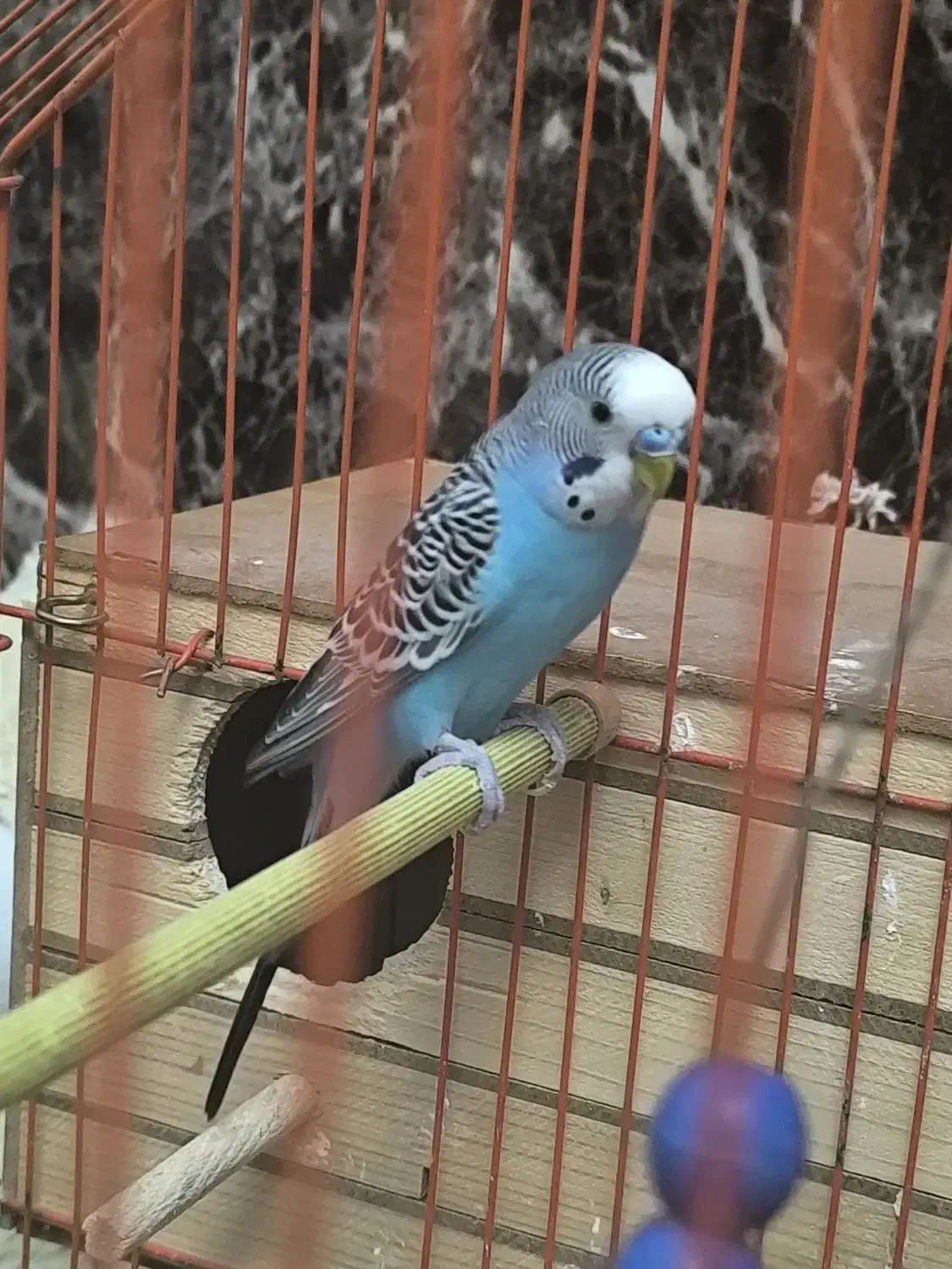 پرنده  مرغ عشق ۳تا|پرنده|پردیس, فاز ۸|دیوار