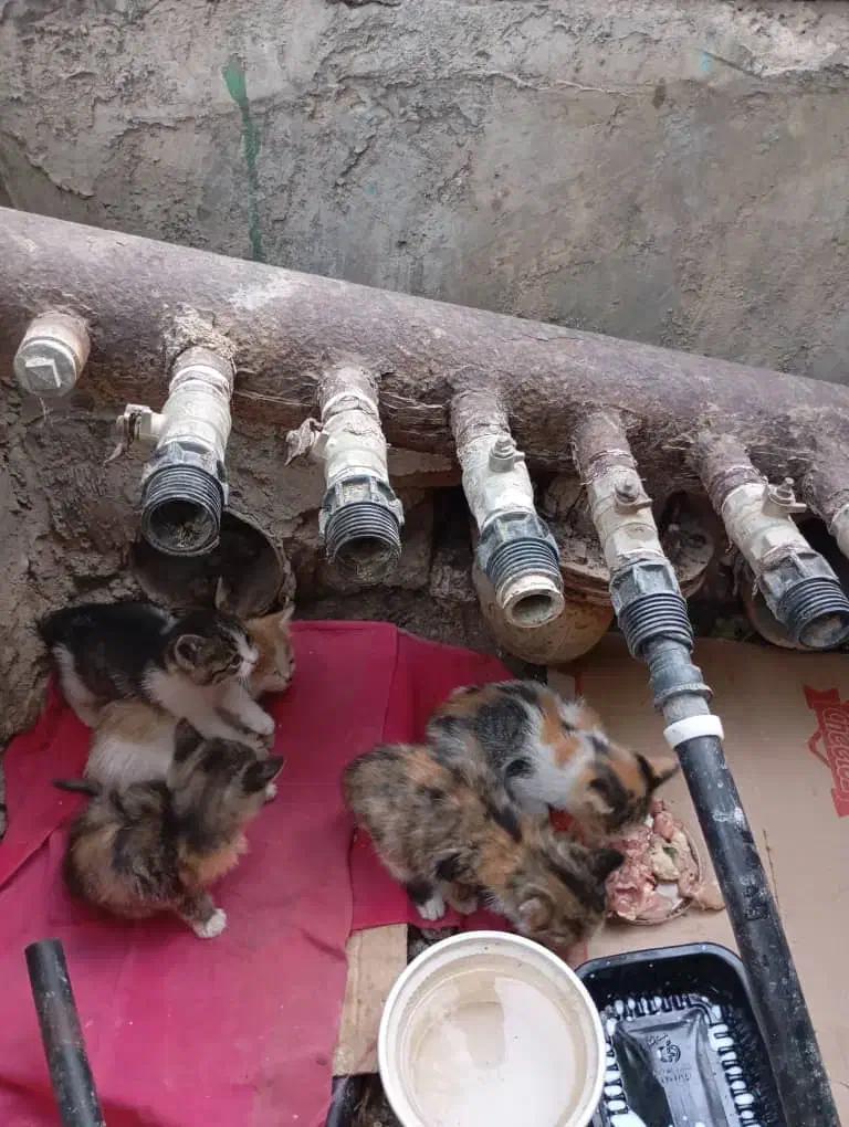 ۵ تا گربه ناز و ملوس بدون مادر|گربه|شیراز, شهرک جماران|دیوار